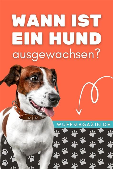 Alles Rund Um Den Hund Artofit