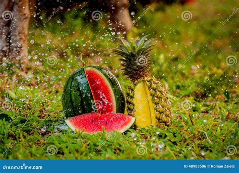 Watermelon And Pineapple In The Garden Stock Photo Image Of Gourmet