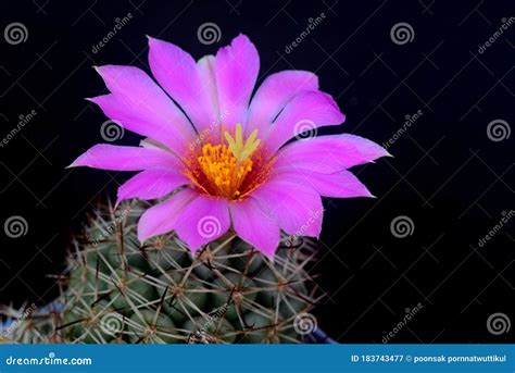 Blooming Pink Flower Of Mammillaria Schumannii Cactus On Black