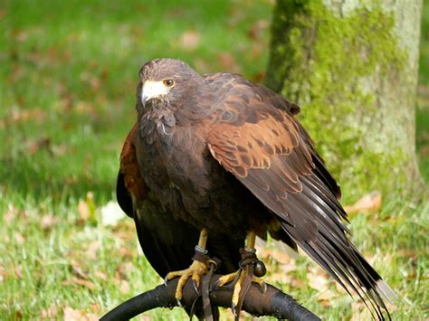 harris hawk   bow perch   david dixon geograph britain