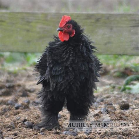 Mcmurray Hatchery Black Frizzle Cochin Bantam Frizzle Chickens