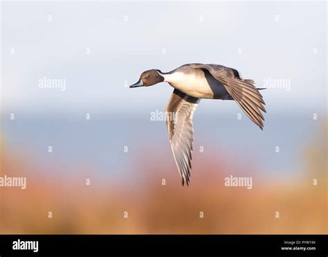 Uk Northern Pintail Drake Anas Acuta Isolated In Midair Flight Flying