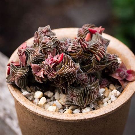 Crassula capitella thyrsiflora 茜之塔 2019 08 10 多肉植物 多肉 succulents