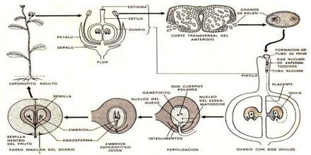 Reproduction: Continuity of Life - Assignment Point