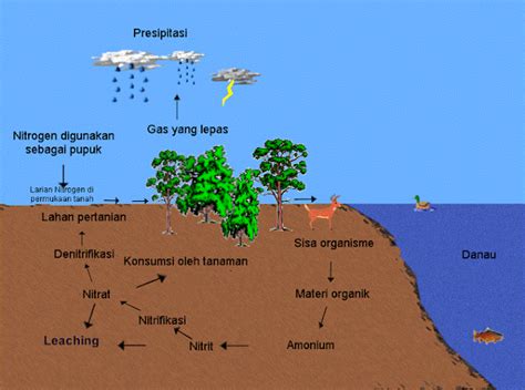 Daur Biogeokimia Siklus Nitrogen Life Is A T