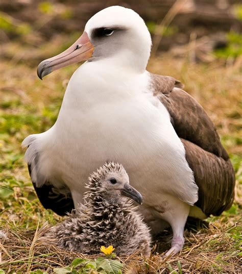 Laysan Albatrosses Nest At Midway Atoll Birdnote