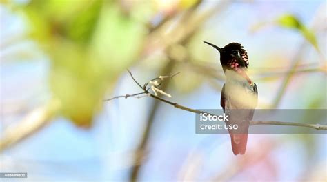 Cuban Bee Hummingbird Single Adult Male Stock Photo - Download Image ...