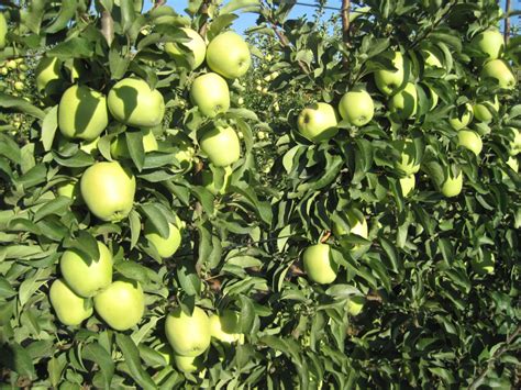 Viveros Montero Almendros Arboles Frutales Viveros Montero