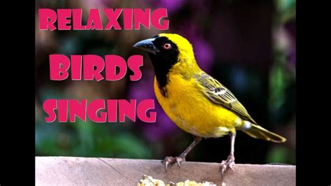 Relaxation Sounds And Videos Of Breathtaking Colorful Birds Youtube