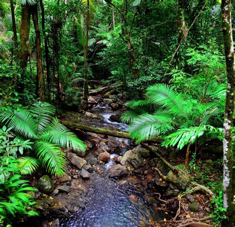 Daintree Rainforest