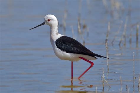 10 Of The Most Beautiful Migratory Birds In India Cosmo Snapshot