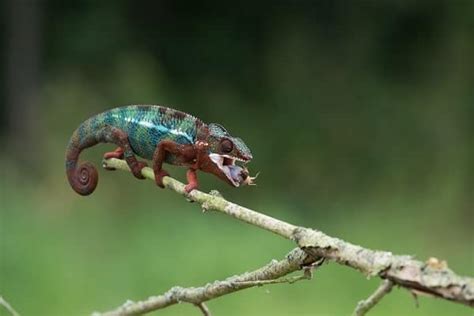 Panther Chameleon Care 101: Diet, Habitat, & Setup Guide for Beginners