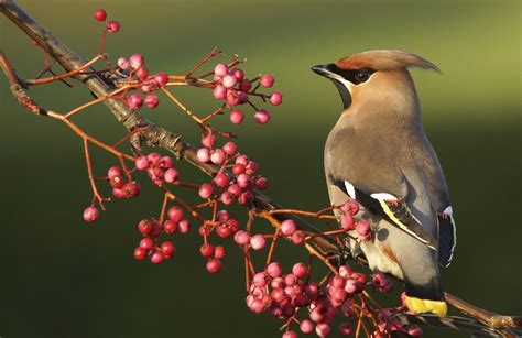 Waxwing Bird #waxwing #Bird #Berries #branch #1080P #wallpaper # ...