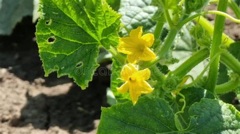 Planta De Pepino Con Flores Y Hojas Que Crecen En El Jardín Metrajes