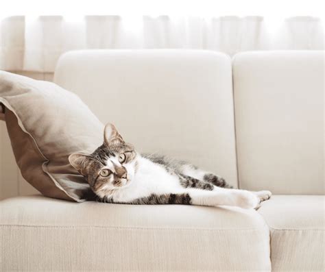 How To Stop Cats From Sitting On Couch - Cat Care Checklist