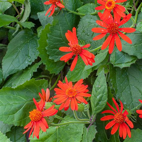 Mexican Flame Vine 'Sao Paulo' plants - Senecio confusus