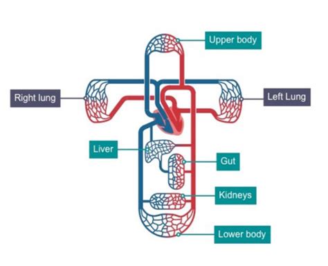 Topic Human Physiology Ds Flashcards Quizlet