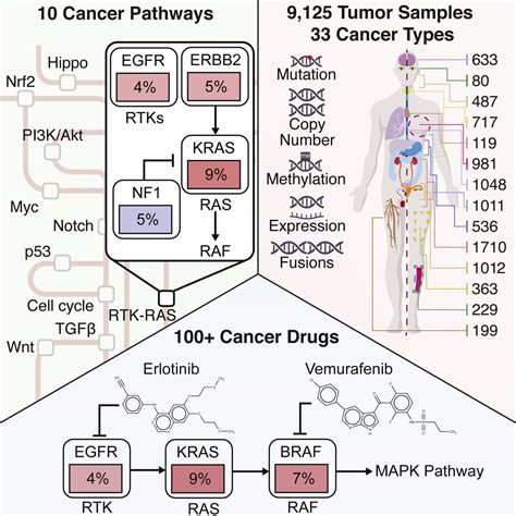 Oncogenic Signaling Pathways In The Cancer Genome Atlas Cell