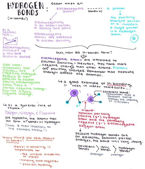 Biology Hydrogen Bonds Expii