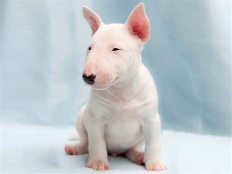 Miniature English Bull Terrier Puppies