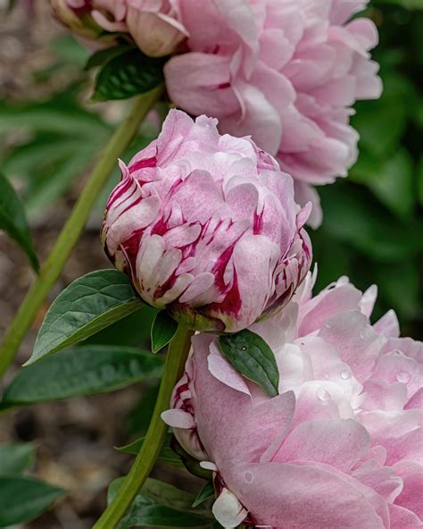 The Different Types Of Peonies The Chinese Peony GardeningLeave