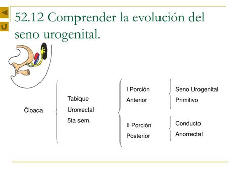 Ppt Tema 52 Desarrollo Del Aparato Urinario Powerpoint Presentation Id 5752620