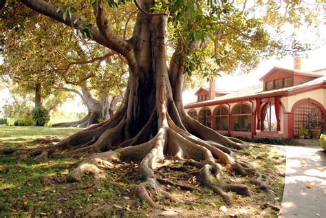 Rancho Los Alamitos Attractions In Long Beach Los Angeles