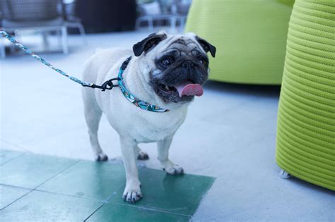 Dog Walking Safety: A Guide for Responsible Dog Owners – Pickles DXB