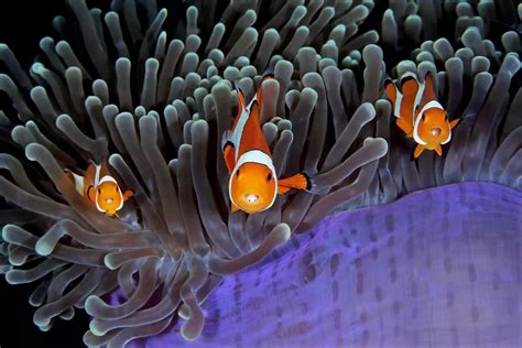 Winners of the 2017 Underwater Photographer of the Year awards