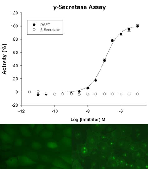 Gamma Secretase Activity Assay Cell Line Cells Online