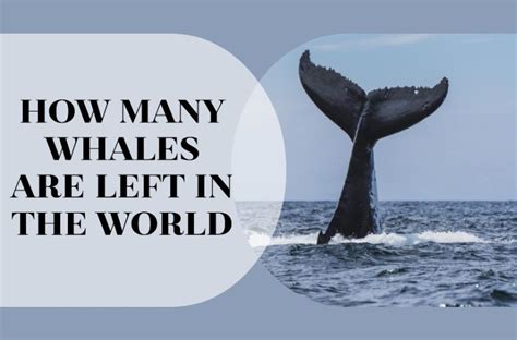 How Many Whales Are Left In The World Gossiboo Crew