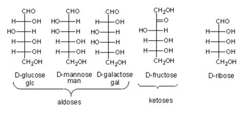 Structure And Function Of Carbohydrates A Level Biology