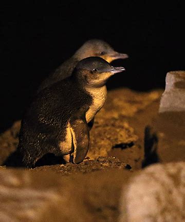 Penguins Get Helping Hand At Bay Stuff Co Nz