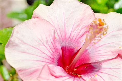 Flor Rosada Del Hibisco Foto De Archivo Imagen De Campo