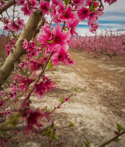 Floraci N En Cieza Murcia Florece Por El Norte Viajar Es Vivir