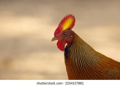 222 Sri Lanka Fowl Jungle Images, Stock Photos & Vectors | Shutterstock