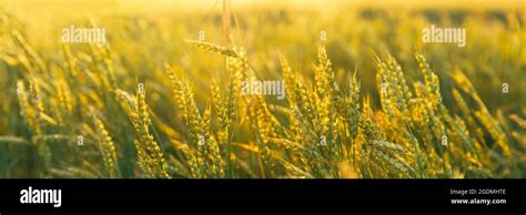 Wheat Trticum Ears Field Background Rich Harvest Wheat Field Fresh