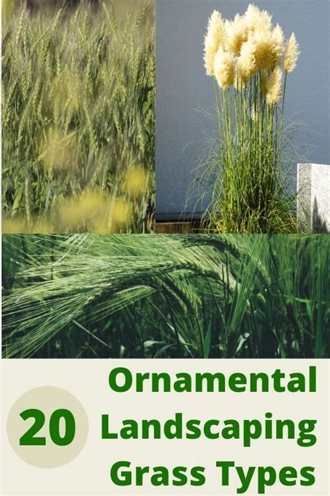 Ornamental Landscaping Grass Types