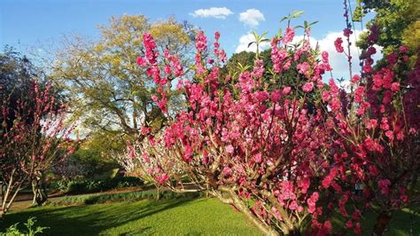 Parramatta Park Celebrate Spring At September In Wistaria Gardens