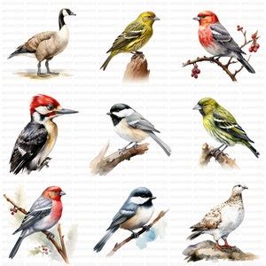 Watercolor Winter Birds Clipart Bundle Seasonal Bird Clipart Set Blue