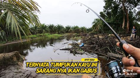 Ternyata Tumpukan Kayu Ini Sarang Nya Ikan Casting Ikan Gabus