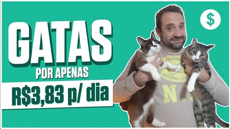 QUANTO CUSTA TER UM GATO Aprenda A Calcular O Gasto Mensal YouTube