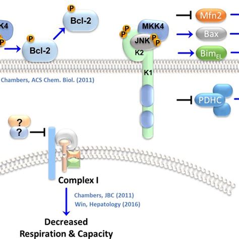 C‐jun N‐terminal Kinase Jnk On The Omm Impacts Apoptosis And Download Scientific Diagram