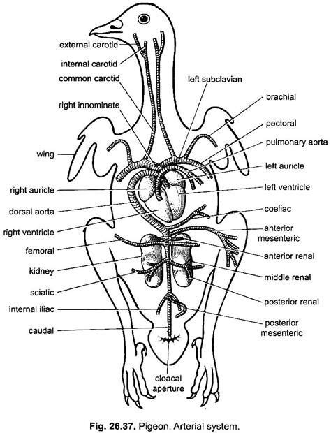 Closed Circulatory System Bird