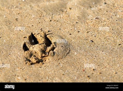 Dog trail sand Fotos und Bildmaterial in hoher Auflösung Alamy