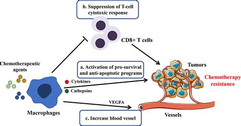 Frontiers Macrophages In Osteosarcoma Immune Microenvironment