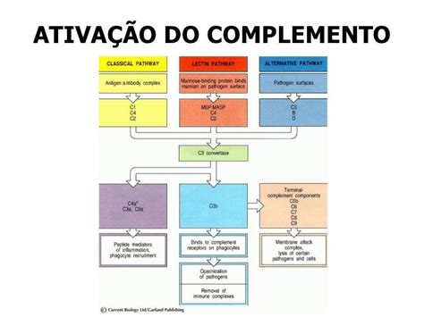 Mapa Mental Sistema Complemento