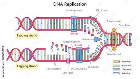 Dna Replication Showing Leading And Lagging Strands Enzymes Like Dna Polymerase Helicase And