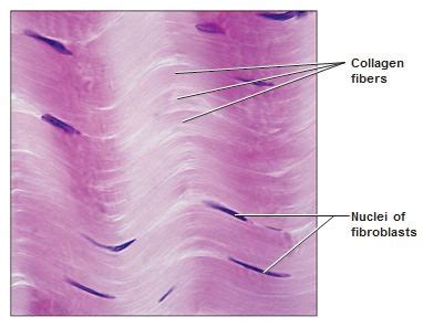 Connective Tissues Flashcards Quizlet