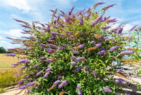 13 Purple Shrubs That Add Color to Any Home Landscape - Bob Vila